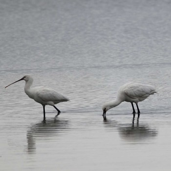 Black-faced Spoonbill 津屋崎干潟 Wed, 5/1/2019