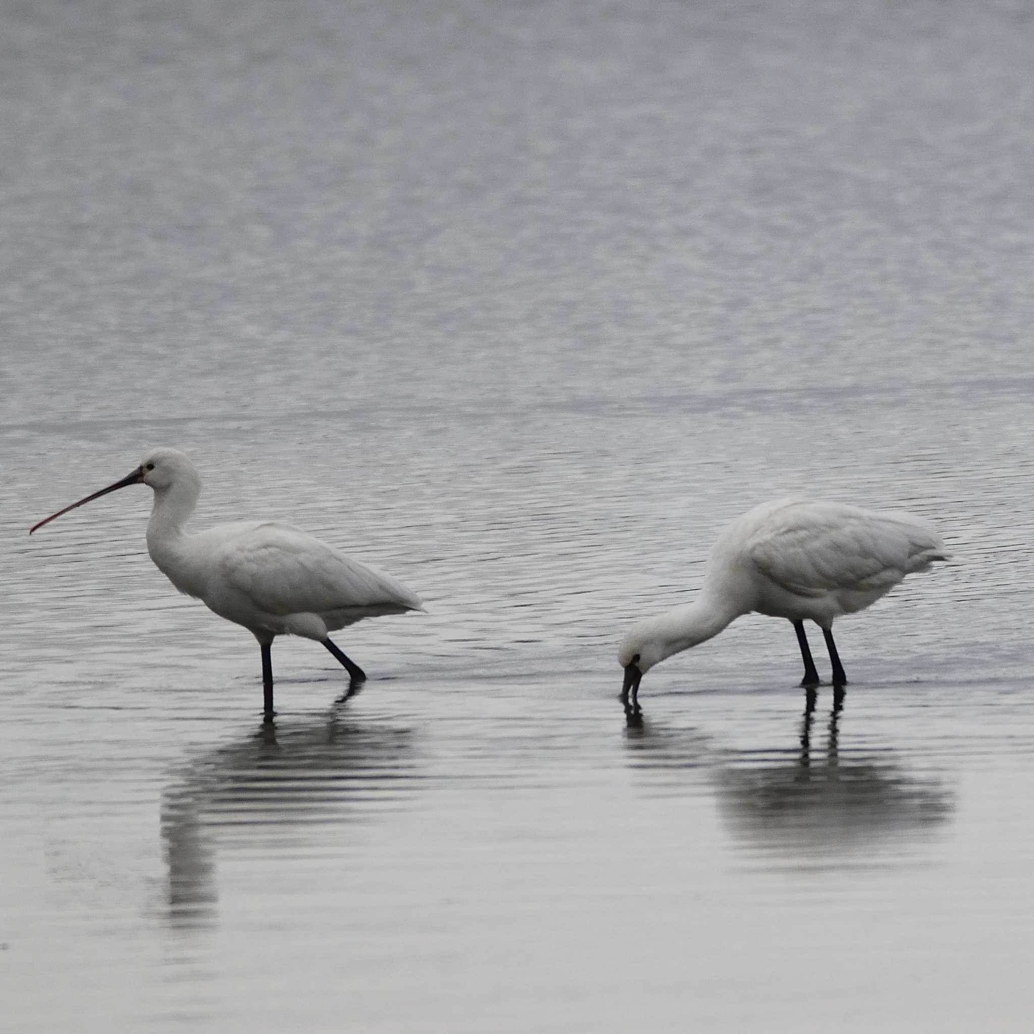 Photo of Black-faced Spoonbill at 津屋崎干潟 by poyon ぽよん