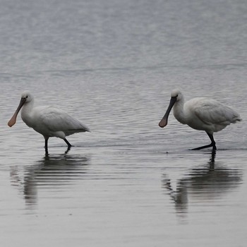 Black-faced Spoonbill 津屋崎干潟 Wed, 5/1/2019