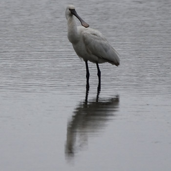 Black-faced Spoonbill 津屋崎干潟 Wed, 5/1/2019