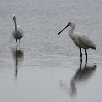 Black-faced Spoonbill 津屋崎干潟 Wed, 5/1/2019