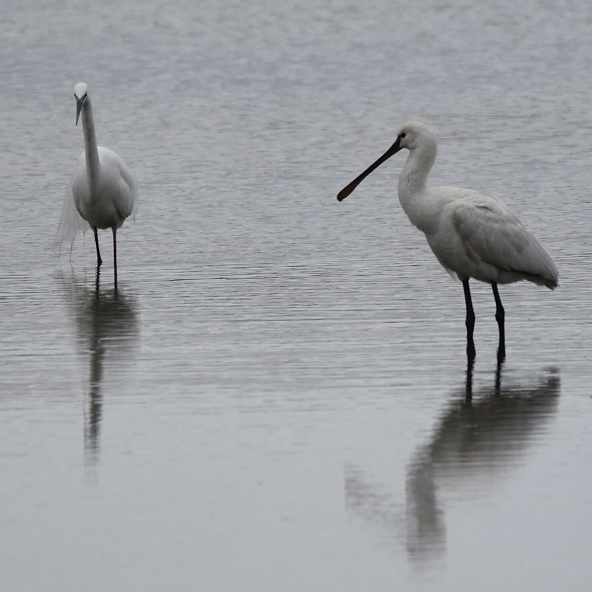 Black-faced Spoonbill