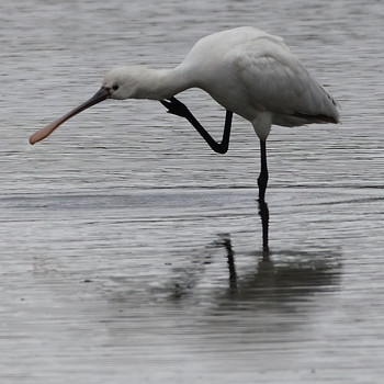 Black-faced Spoonbill 津屋崎干潟 Wed, 5/1/2019