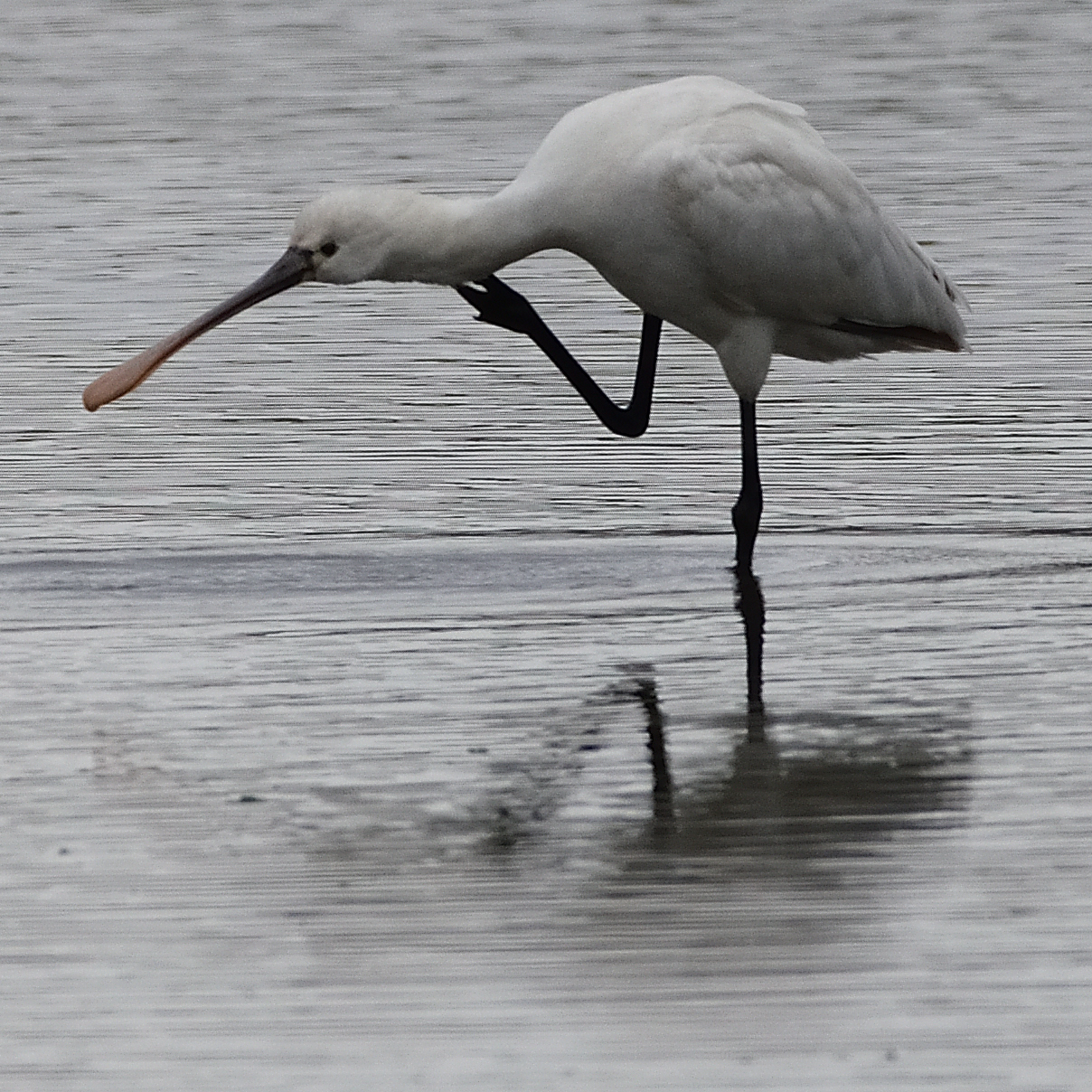 Black-faced Spoonbill