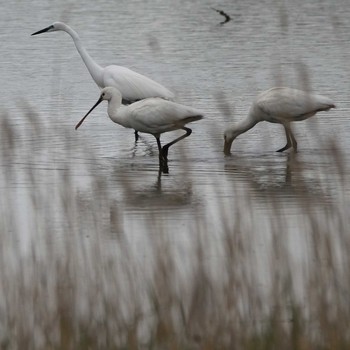 Black-faced Spoonbill 津屋崎干潟 Wed, 5/1/2019