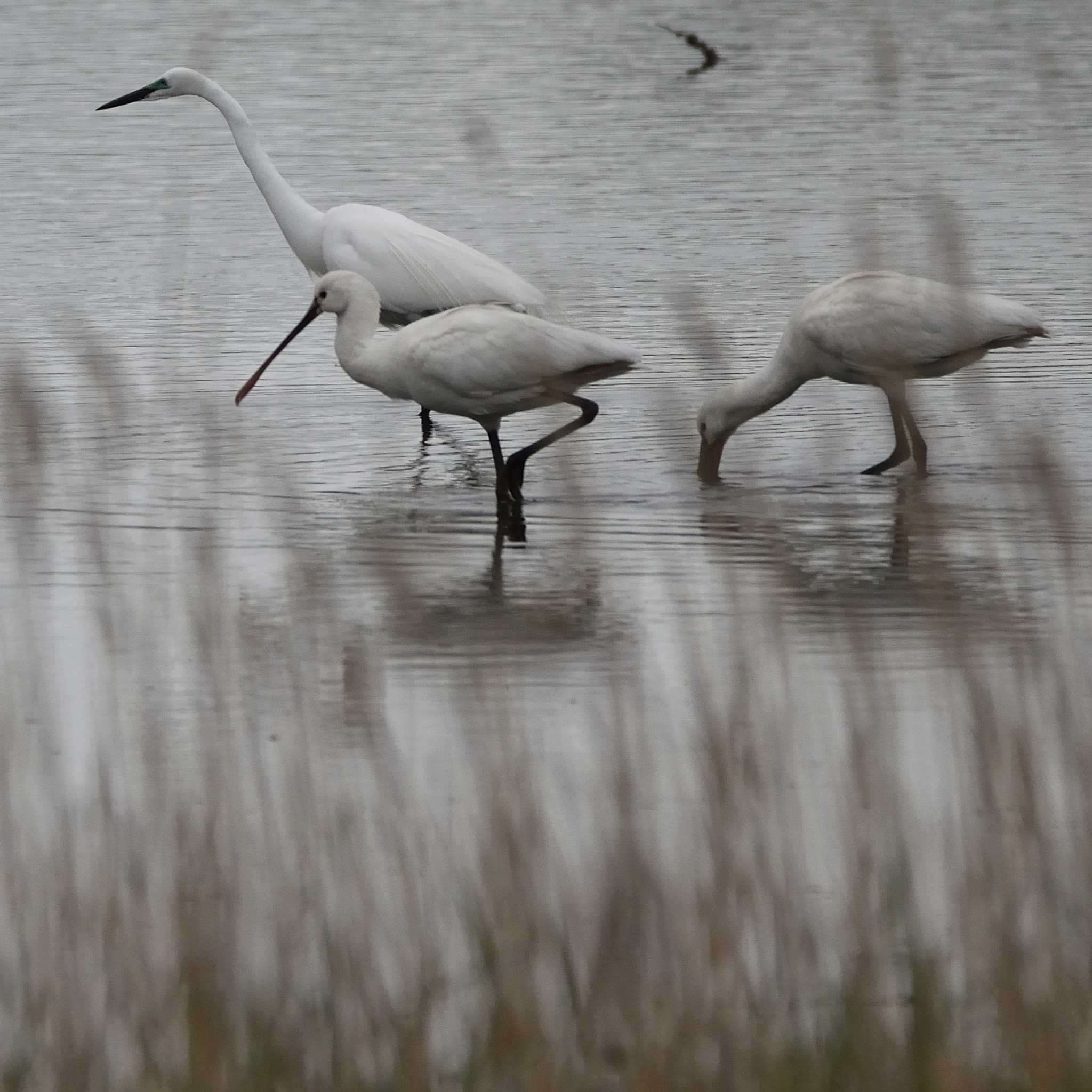 Black-faced Spoonbill