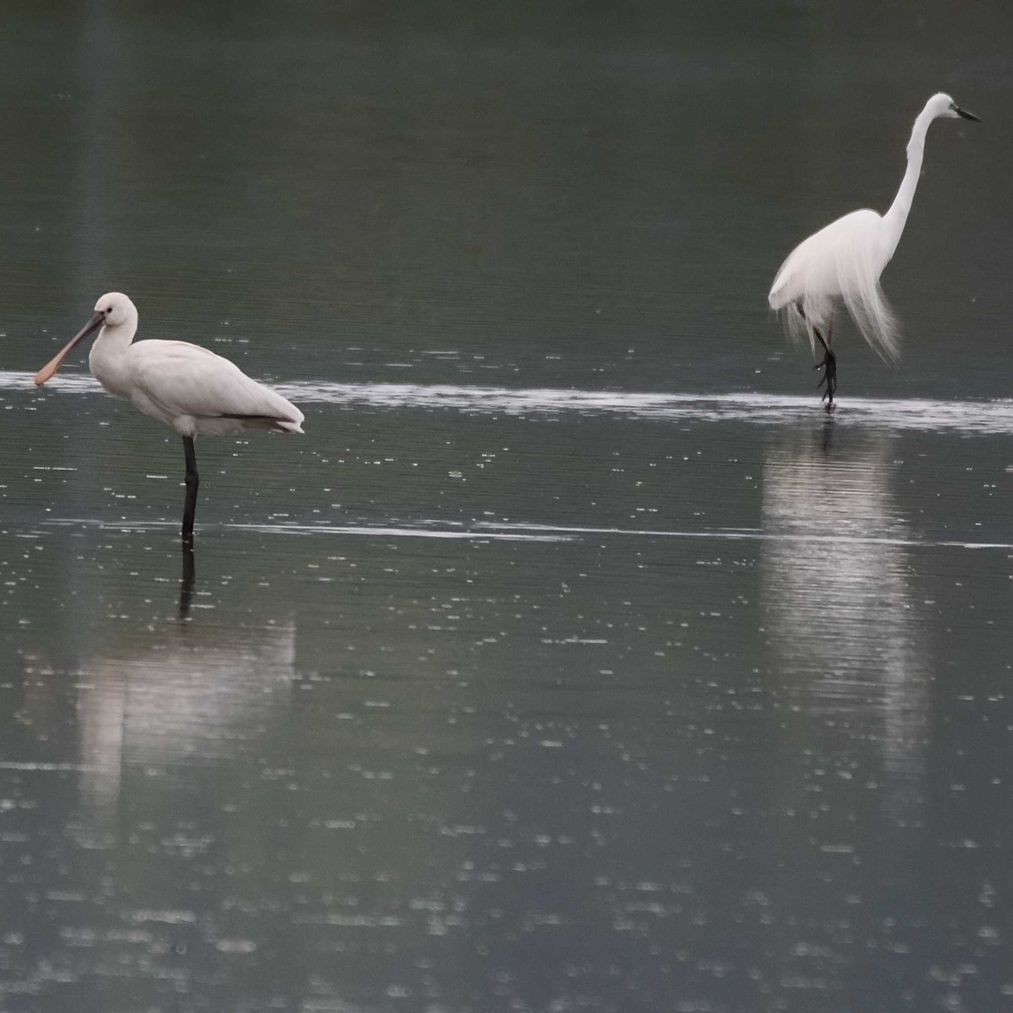 Photo of Black-faced Spoonbill at 津屋崎干潟 by poyon ぽよん