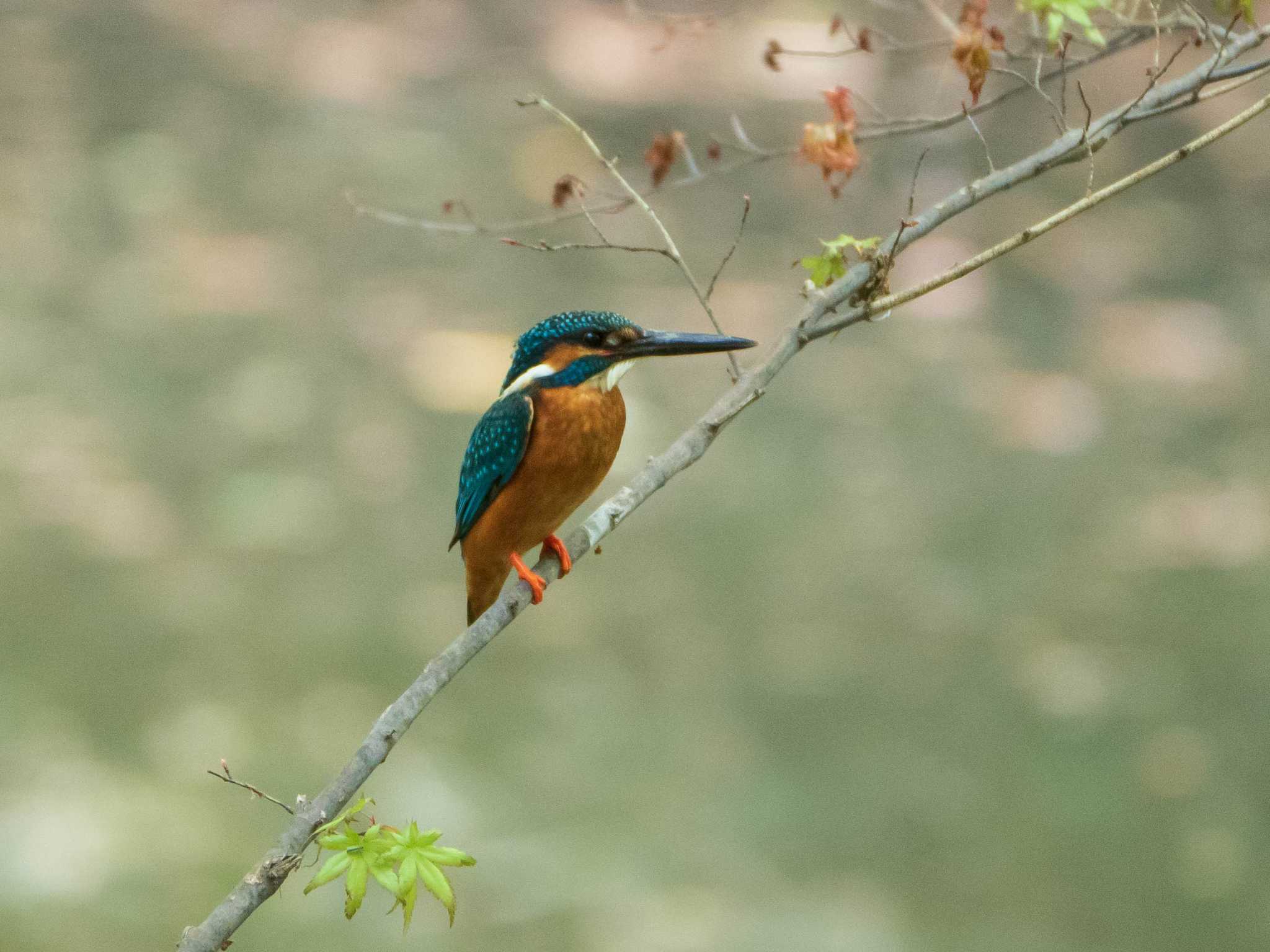 六義園 カワセミの写真 by ryokawameister