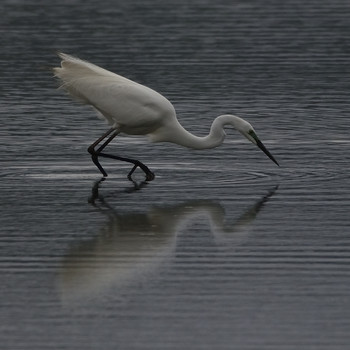 Great Egret(modesta)  津屋崎干潟 Wed, 5/1/2019