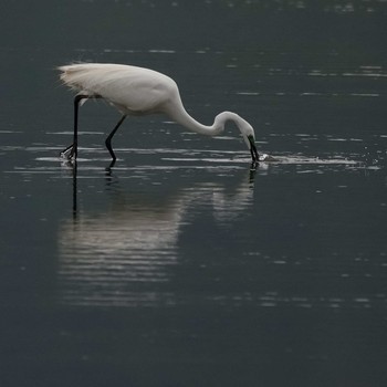 Great Egret(modesta)  津屋崎干潟 Wed, 5/1/2019