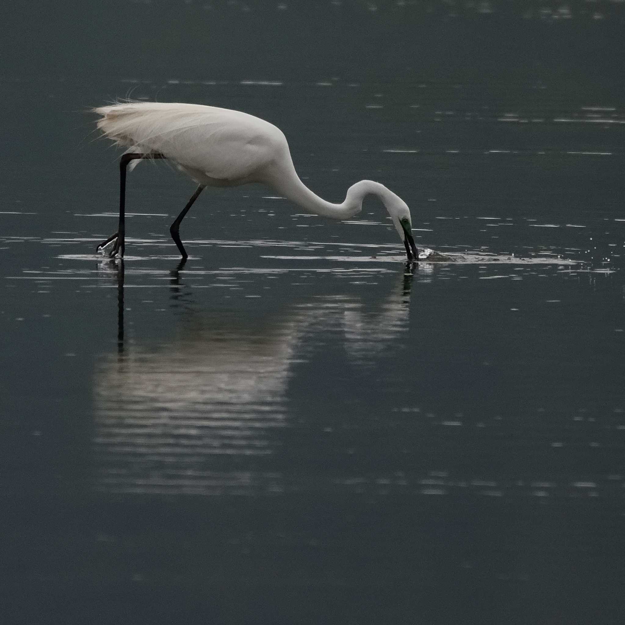 Photo of Great Egret(modesta)  at 津屋崎干潟 by poyon ぽよん