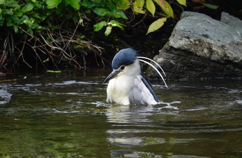 2019年5月1日(水) 東京都の野鳥観察記録