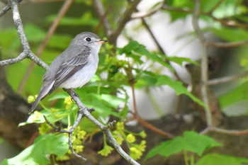 Asian Brown Flycatcher Awashima Island Sun, 4/28/2019