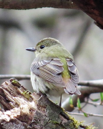 キビタキ 軽井沢野鳥の森 2019年4月29日(月)