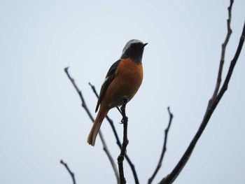 Daurian Redstart 稲佐山 Thu, 3/14/2019