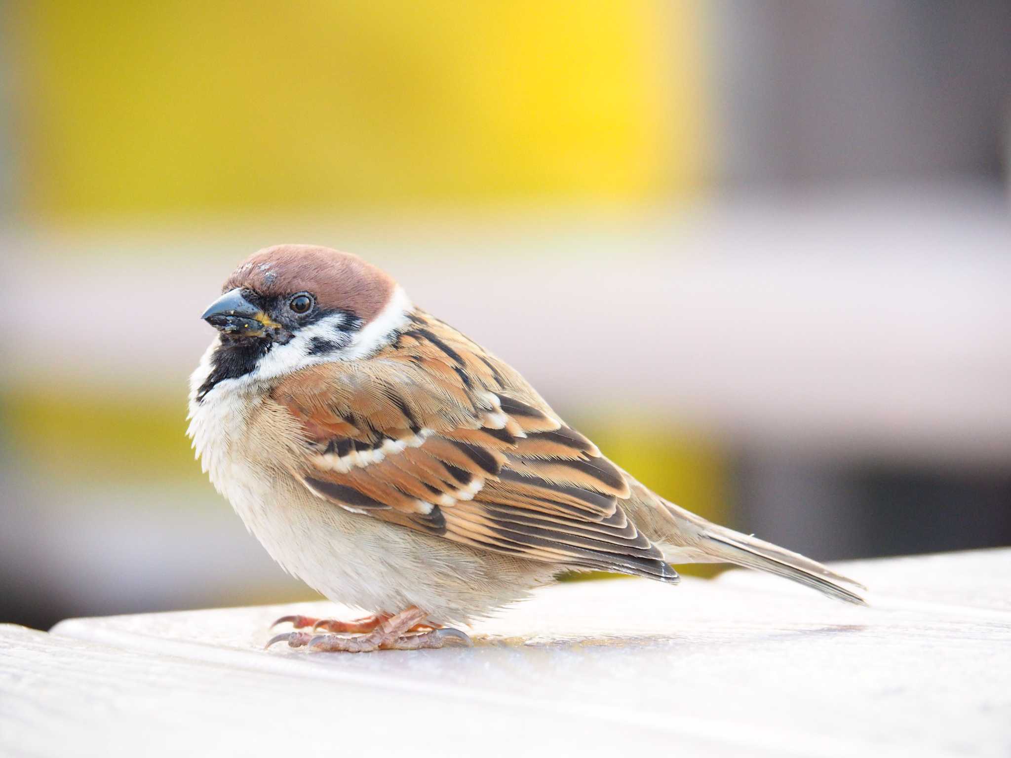 Photo of Eurasian Tree Sparrow at 福岡市 by Shimitake85