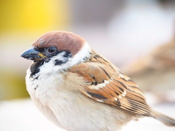 Eurasian Tree Sparrow 福岡市 Thu, 11/29/2018