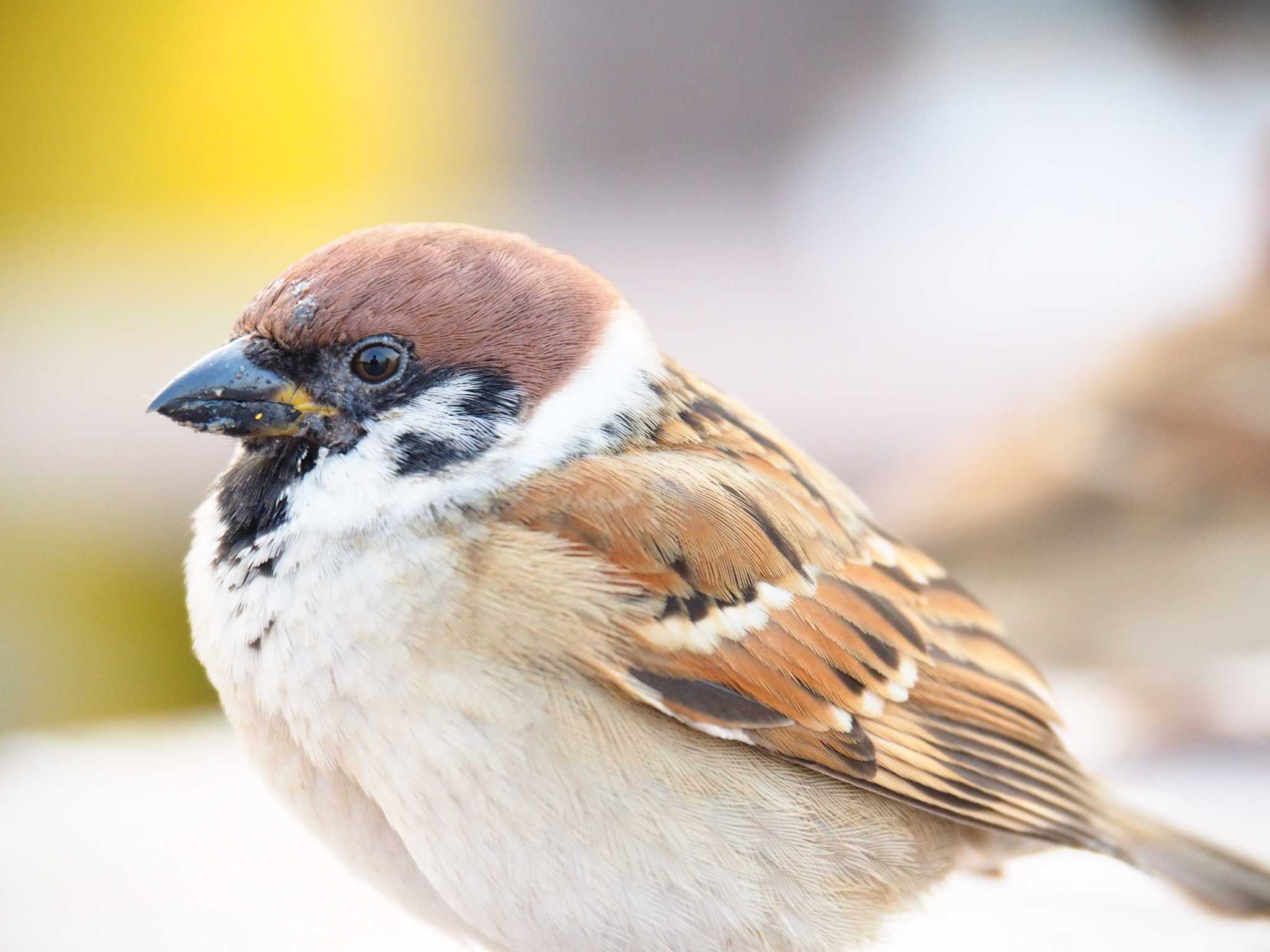 Photo of Eurasian Tree Sparrow at 福岡市 by Shimitake85