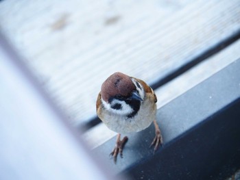 Eurasian Tree Sparrow 福岡市 Thu, 11/29/2018