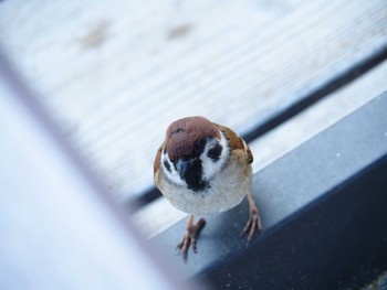 Eurasian Tree Sparrow 福岡市 Thu, 11/29/2018