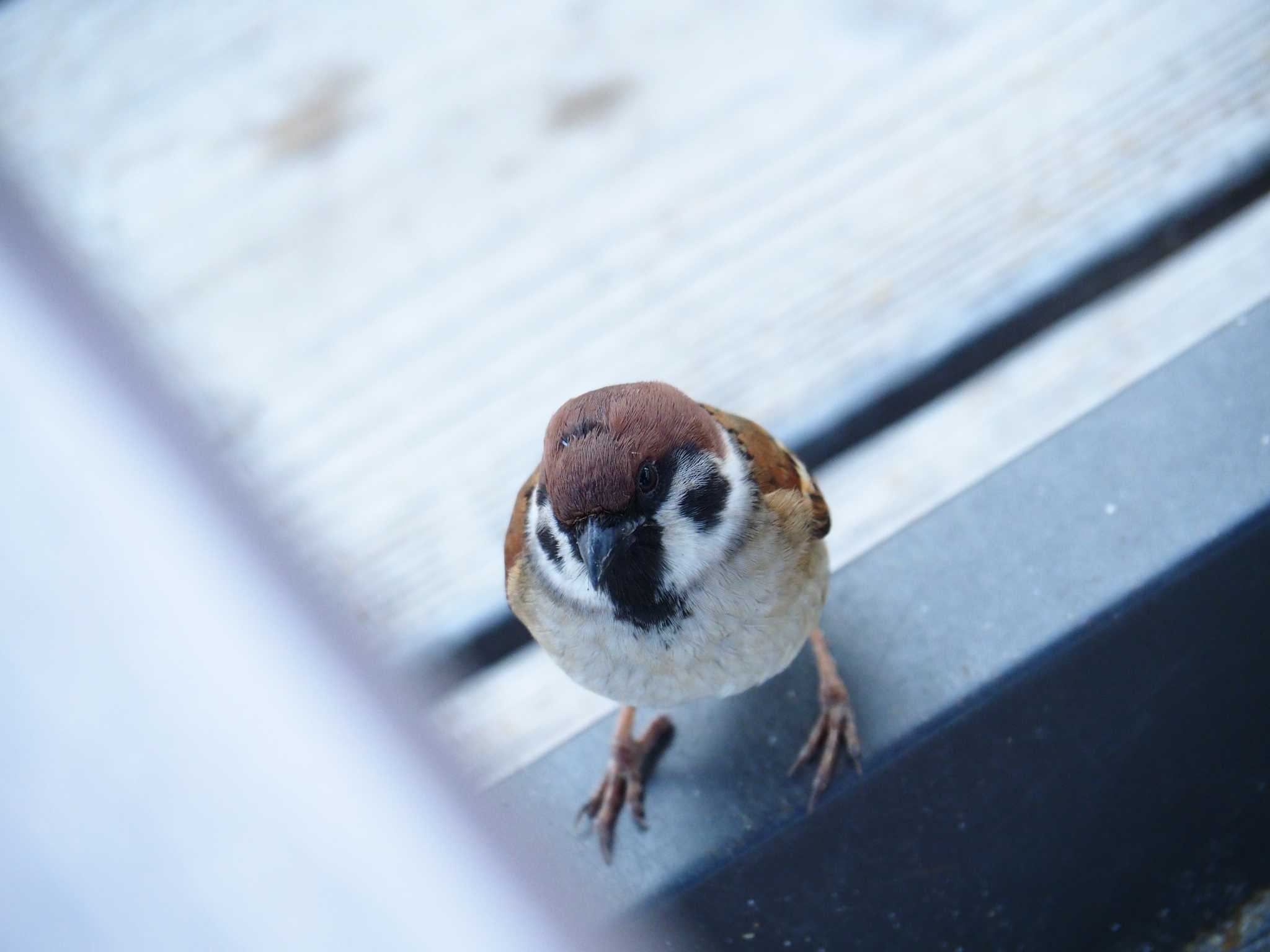 Photo of Eurasian Tree Sparrow at 福岡市 by Shimitake85