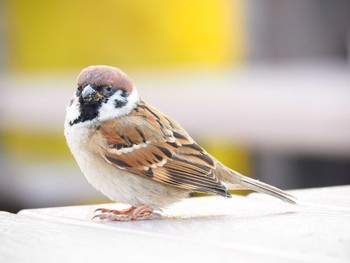 Eurasian Tree Sparrow 福岡市 Thu, 11/29/2018