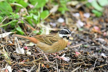 Tristram's Bunting