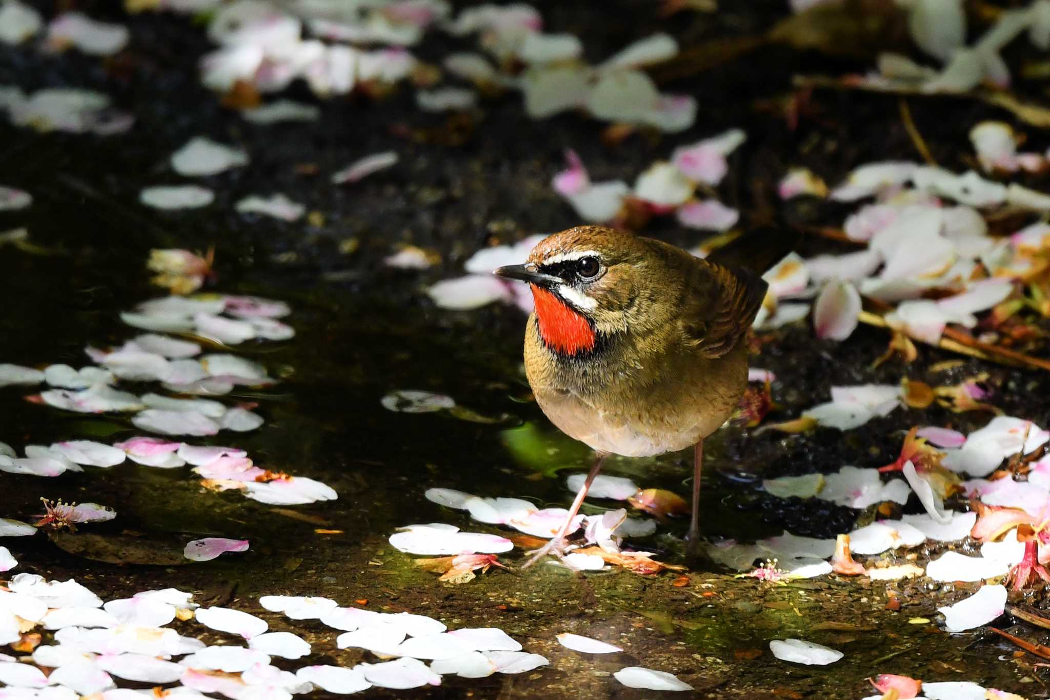 Siberian Rubythroat