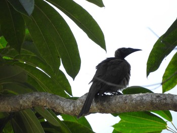 Helmeted Friarbird