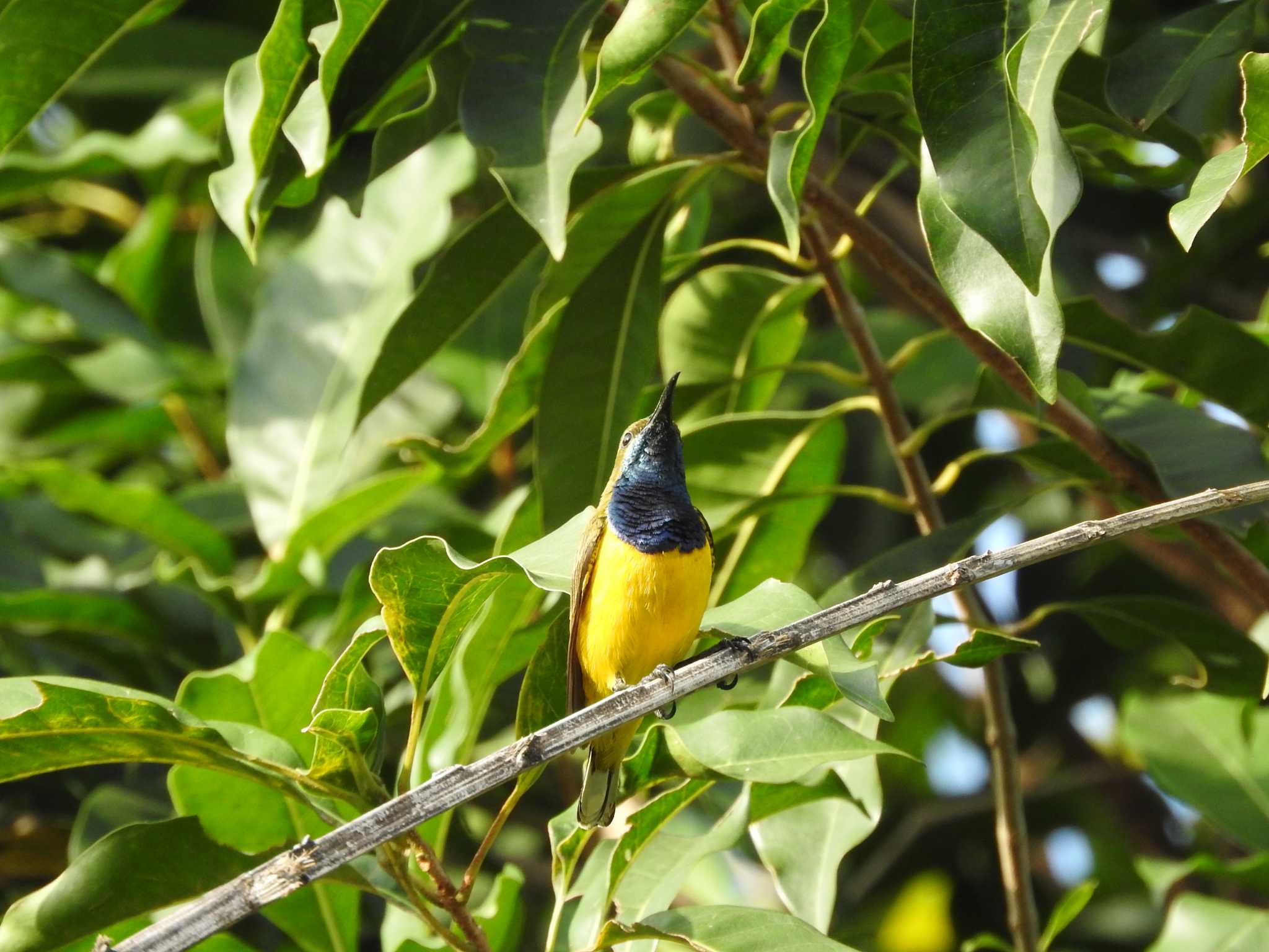 Esplanade(Cairns) キバラタイヨウチョウの写真 by M Yama