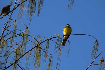 Australasian Figbird Esplanade(Cairns) Sun, 9/2/2018