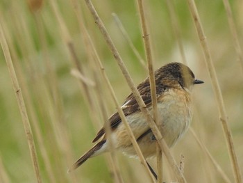 ノビタキ 石狩 茨戸川 2019年5月2日(木)