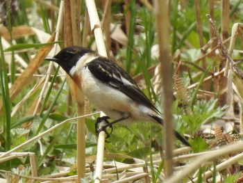 ノビタキ 石狩 茨戸川 2019年5月2日(木)