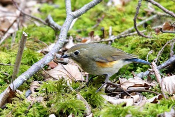 Red-flanked Bluetail 富士市 Thu, 5/2/2019