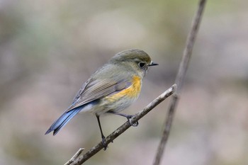 Red-flanked Bluetail 富士市 Thu, 5/2/2019