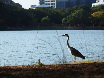 2018年11月29日(木) 大濠公園の野鳥観察記録