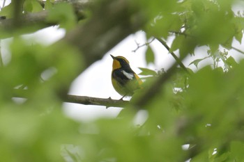 2019年5月2日(木) 滋賀県希望ガ丘文化公園の野鳥観察記録