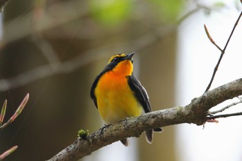 Narcissus Flycatcher 富士市 Thu, 5/2/2019