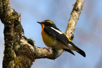 Narcissus Flycatcher 富士市 Thu, 5/2/2019