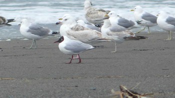 ユリカモメ 勇払原野 2019年5月2日(木)