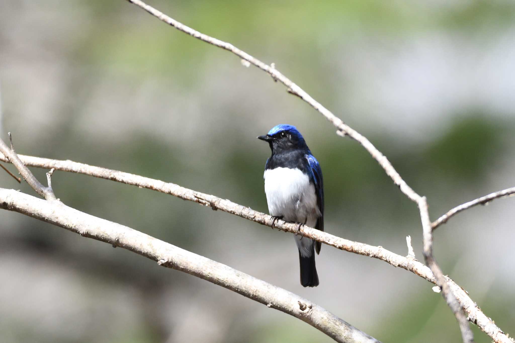 Photo of Blue-and-white Flycatcher at Tomakomai Experimental Forest by mike2475