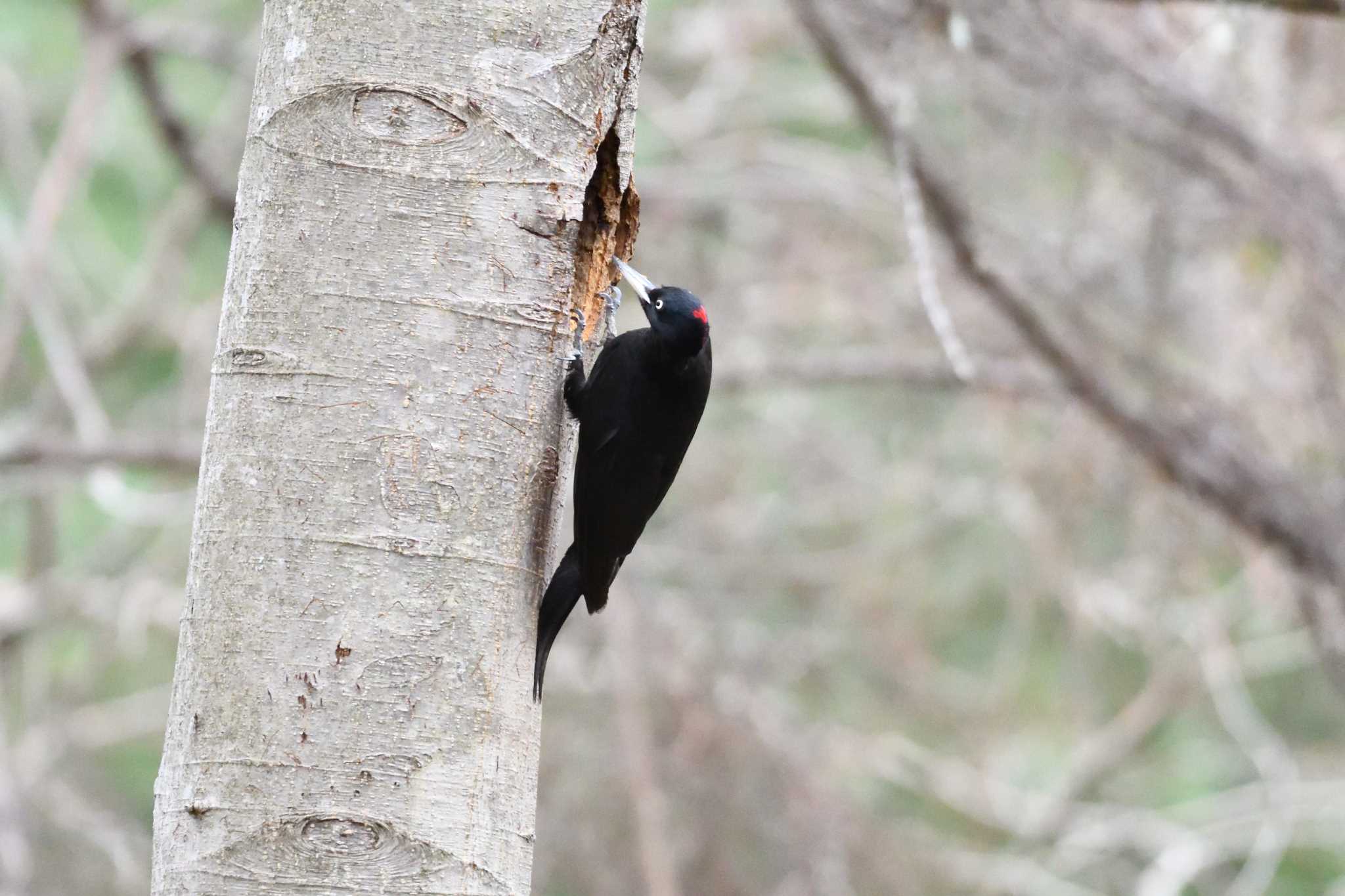 Photo of Black Woodpecker at Tomakomai Experimental Forest by mike2475