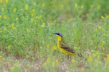 Eastern Yellow Wagtail(simillima) 長崎県長崎市 Wed, 5/1/2019