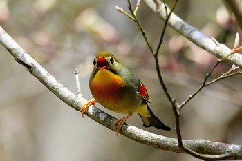 Red-billed Leiothrix 富士市 Thu, 5/2/2019