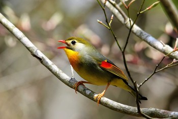 Red-billed Leiothrix 富士市 Thu, 5/2/2019