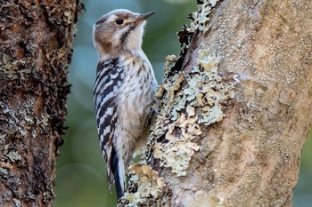 2019年4月29日(月) 北大研究林(北海道大学苫小牧研究林)の野鳥観察記録