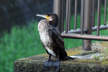 カワウ 稲城 2019年5月2日(木)