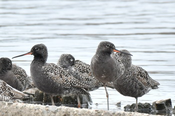 Spotted Redshank 瓢湖 Tue, 4/30/2019