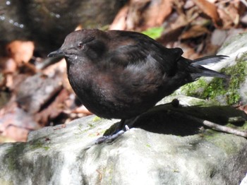 Brown Dipper クラガリ渓谷 Thu, 5/2/2019