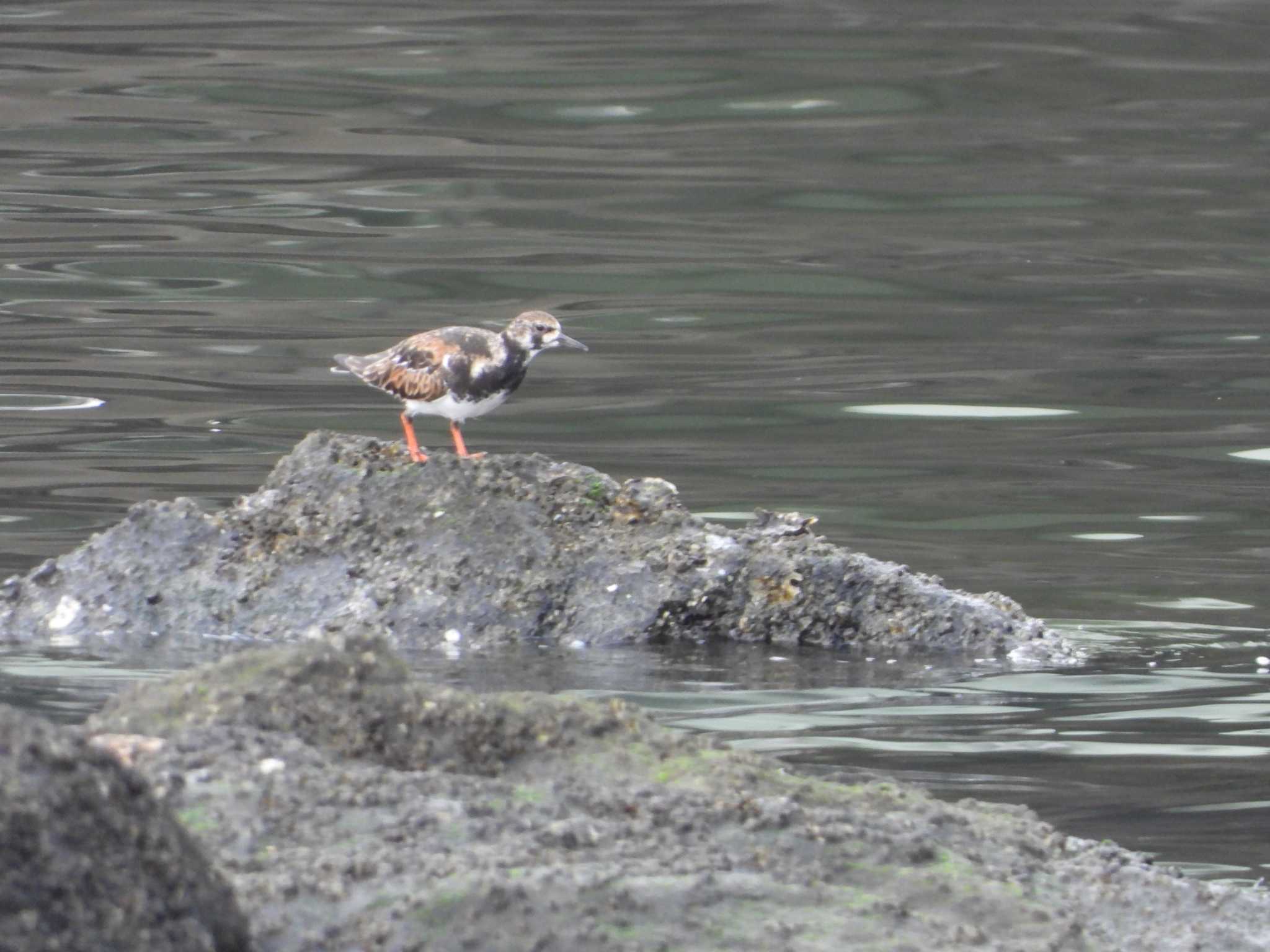 東京港野鳥公園 キョウジョシギの写真 by サジタリウスの眼